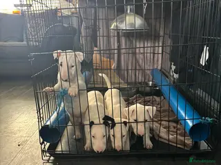 English Bull Terrier dogs Beautiful liter of championship Englishbullterrier in Ferryhill - Advert 5