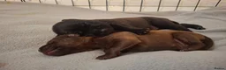 Staffordshire Bull Terrier dogs for sale: Beautiful Staffordshire bull terrier pups ❤️🐶 - Advert 12