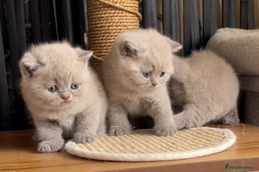 British Shorthair cats for sale:  Absolutely Beautiful BSH Champion Line kittens  - Image 20
