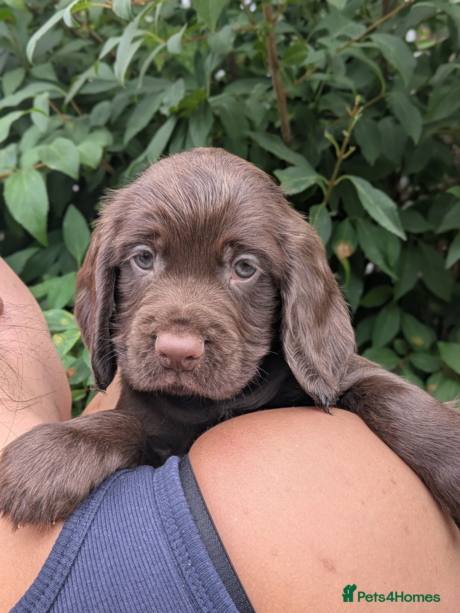 Sprocker dogs Beautiful F1B Sprocker Puppies  - Advert 2