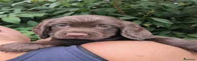 Sprocker 1