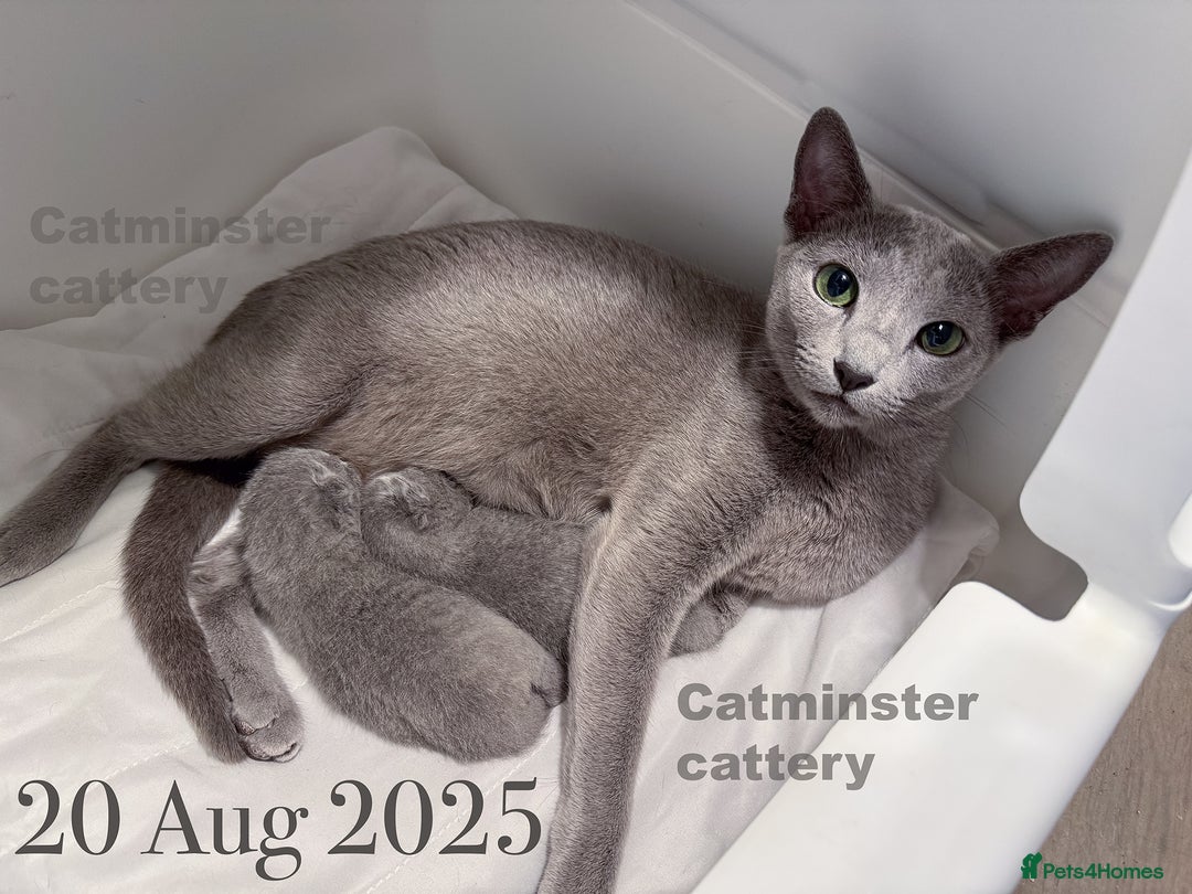 Russian Blue cats for sale: Exquisite Purebred Russian Blue Kittens 🐾 - Advert 9