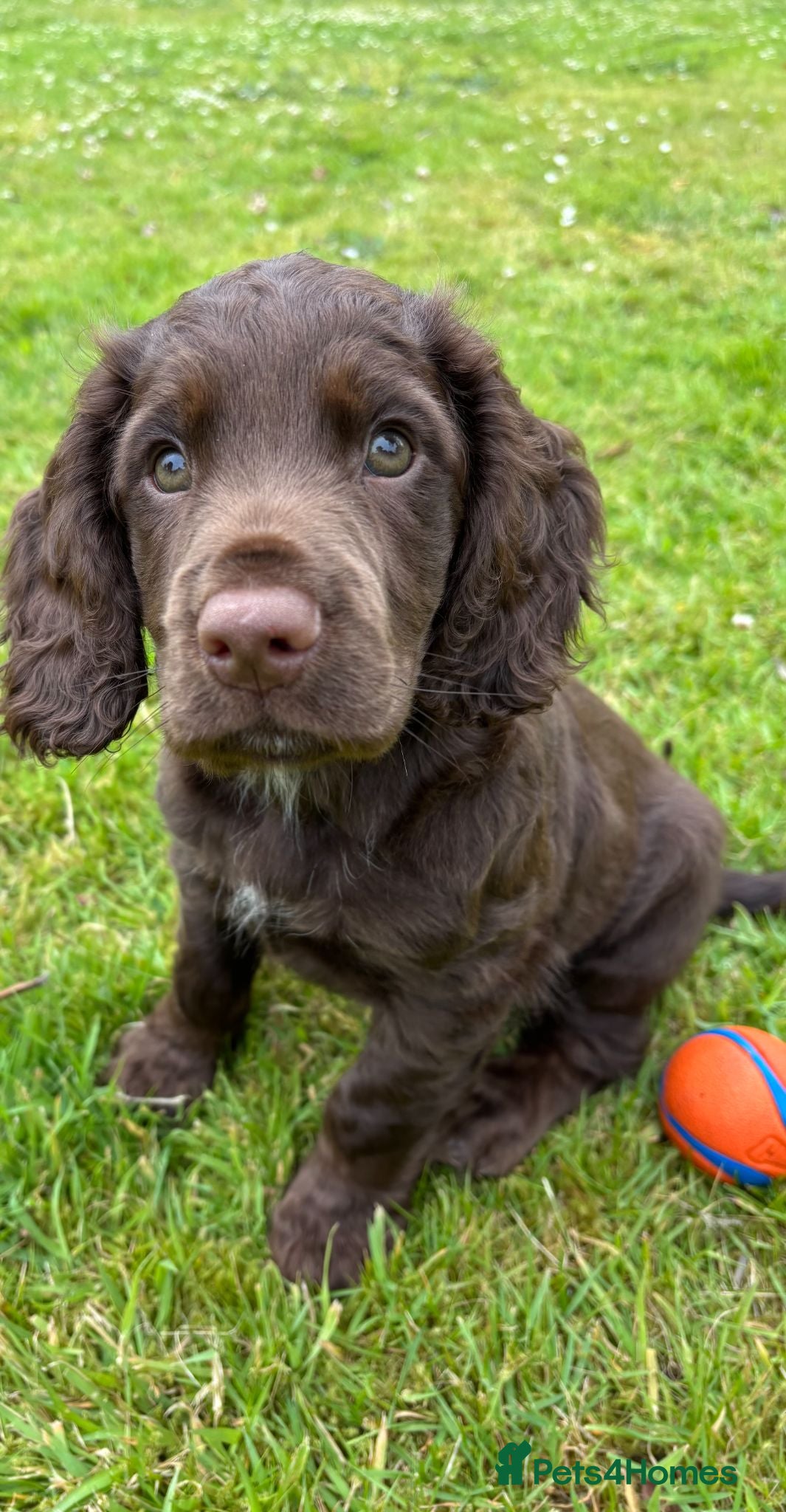 Cocker Spaniel dogs 1 BOY 10 WEEKS KC REG WORKING COCKER PUPPY - Advert 1