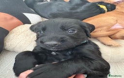 Cocker Spaniel dogs for sale: Cocker spainel puppies  - Image 1