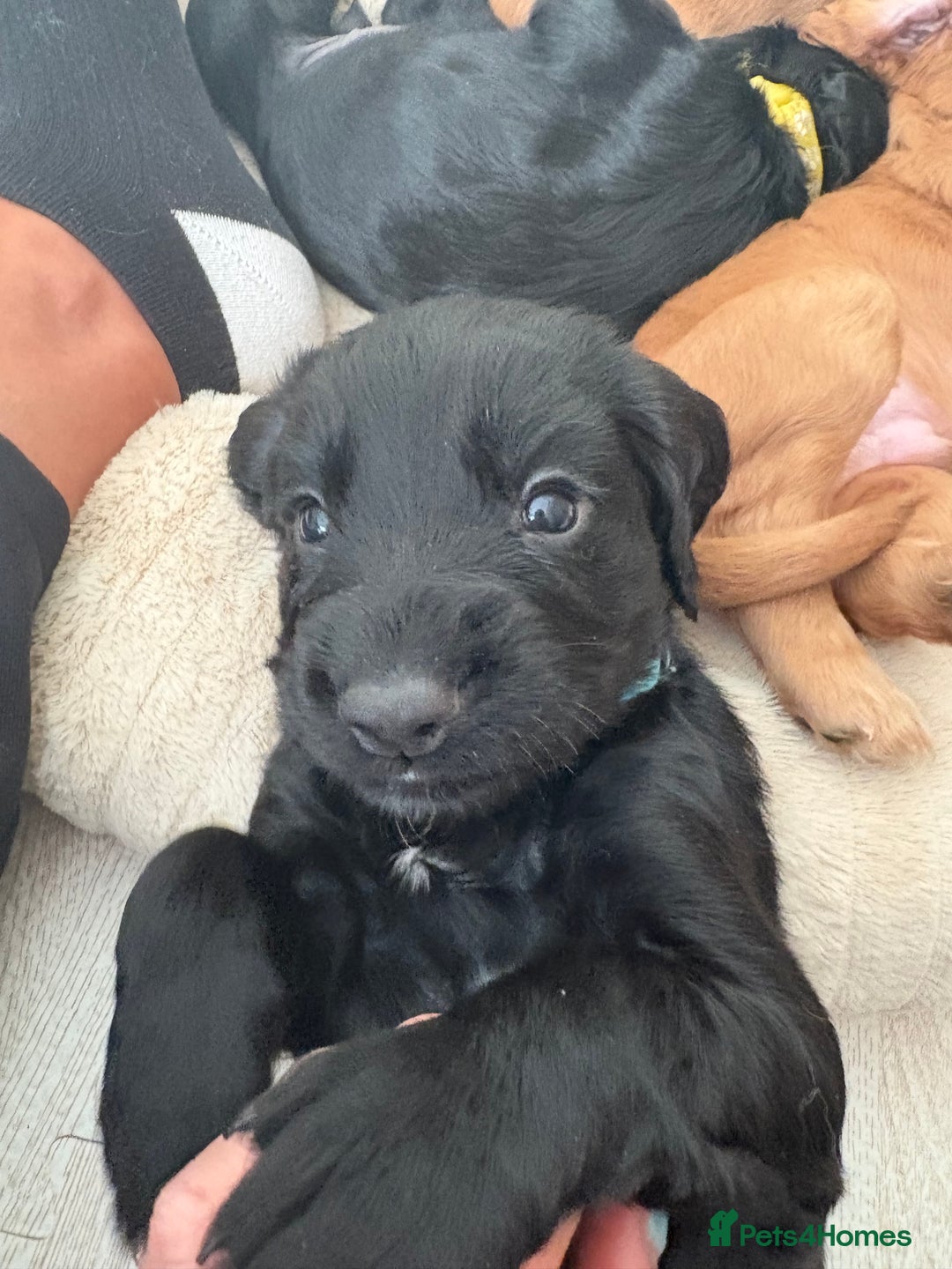 Cocker Spaniel dogs for sale: Cocker spainel puppies  - Image 1