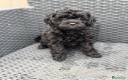 Cavapoo dogs for sale: 🔥 1 left Ready to go cavapoo puppy’s🔥 - Image 19