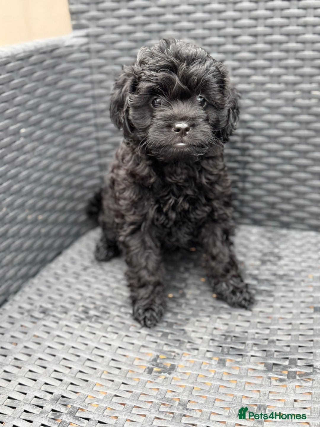 Cavapoo dogs for sale: 🔥 1 left Ready to go cavapoo puppy’s🔥 - Image 19