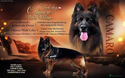 German Shepherd dogs for sale: German Shepherd Puppies  - Image 24
