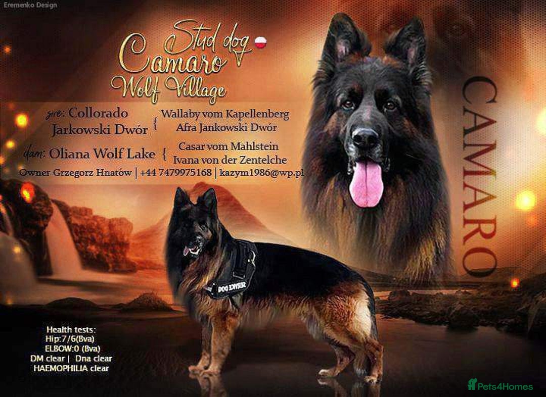 German Shepherd dogs for sale: German Shepherd Puppies  - Image 24