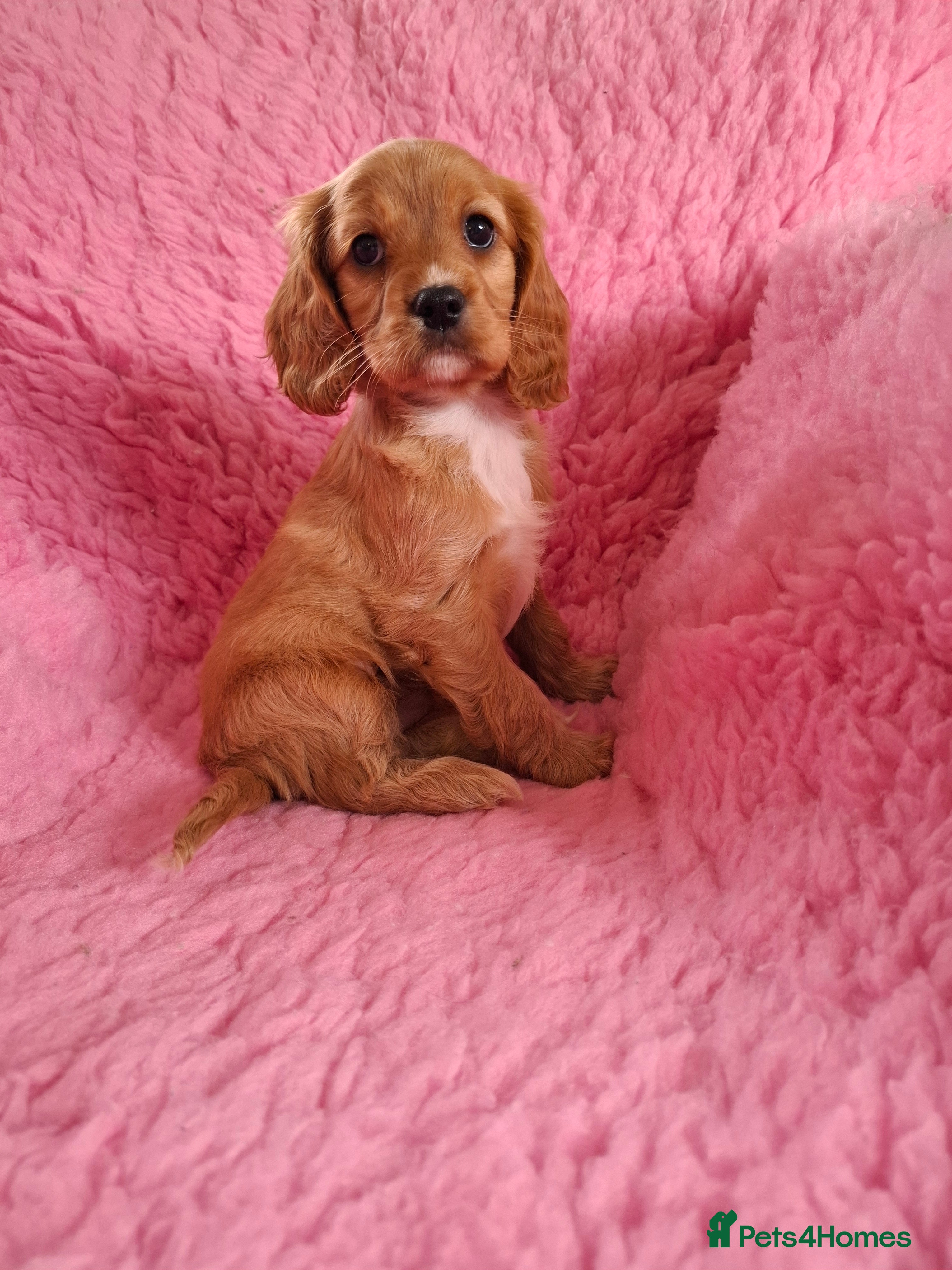 Cavapoo dogs Beautiful Cavapoo Puppies - Advert 4