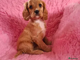 Cavapoo dogs Beautiful Cavapoo Puppies - Advert 4