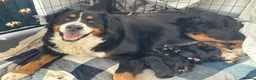 Bernedoodle dogs for sale: standard F1 Bernadoodles  - Advert 6