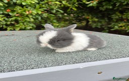 Mini Lop rabbits for sale: 3 beautiful mini lop rabbits for sale  - Image 10