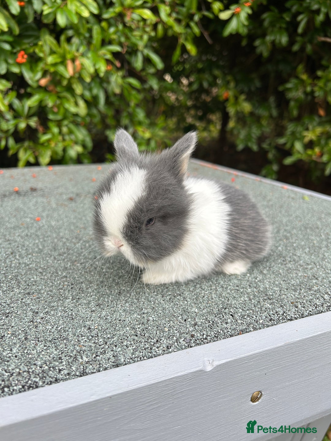 Mini Lop rabbits for sale: 3 beautiful mini lop rabbits for sale  - Image 10