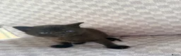 Mixed Breed cats for sale: Black tabby kittens  - Advert 10