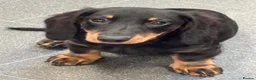 Miniature Dachshund dogs for sale: Miniature Dachshund Puppies - Ready for homes - Advert 3