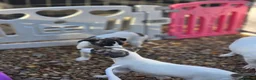 Mixed Breed dogs for sale: Freya the whippet lurcher.  - Advert 15