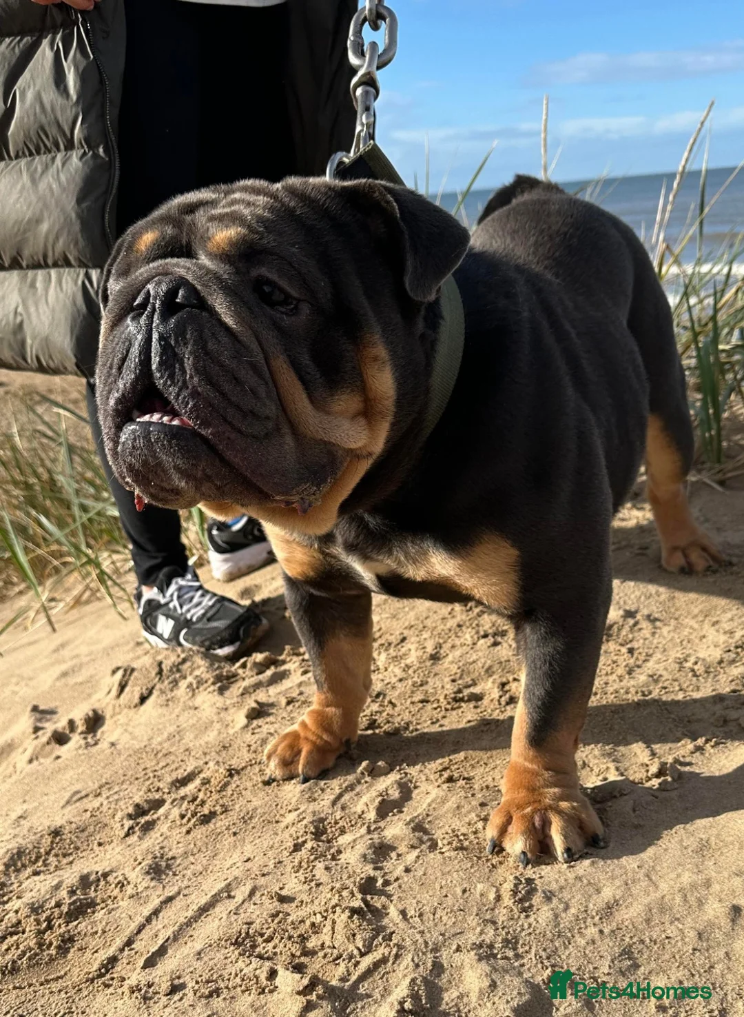 English Bulldog dogs for stud: English bulldog stud British bulldog  in Birkenhead - Advert 4