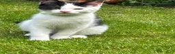 Mixed Breed cats for sale: Sweet friendly kitten   - Advert 4