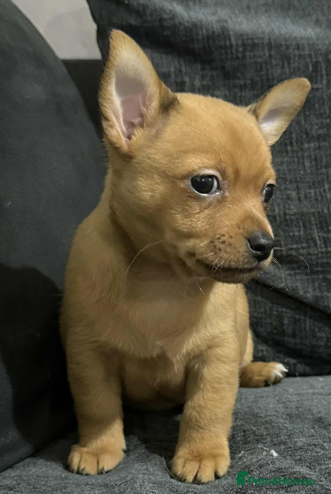 Mixed Breed dogs for sale: 2 chihuahua x jack Russell  - Image 10