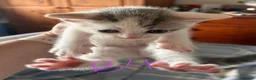 Mixed Breed cats for sale: Gorgeous litter of playful kittens - Advert 12
