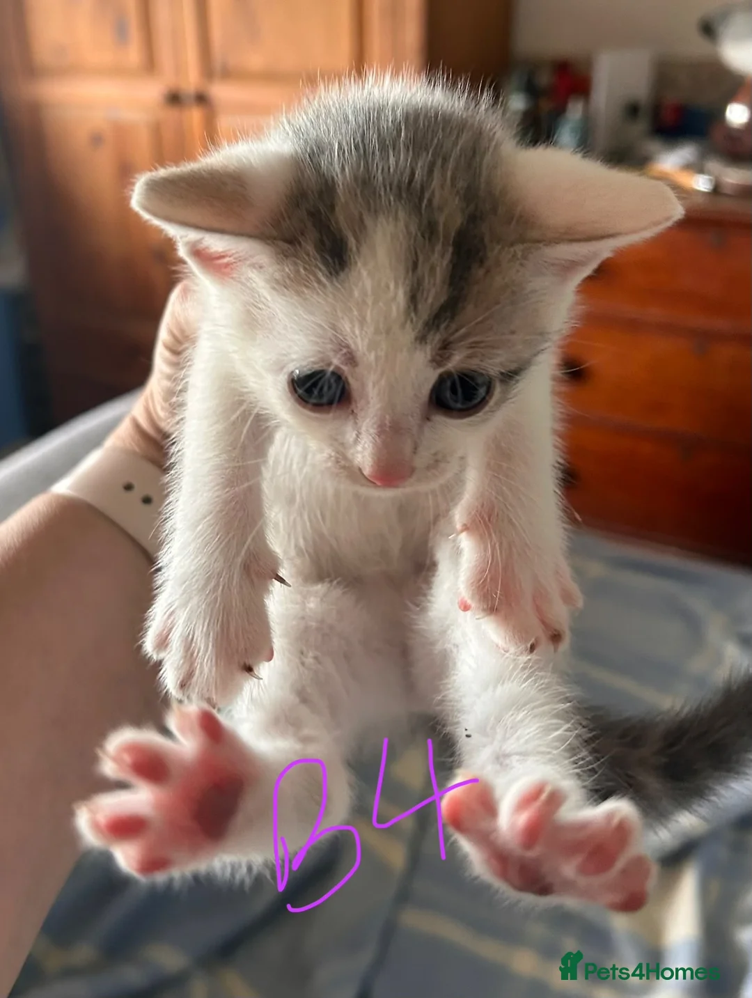 Mixed Breed cats for sale: Gorgeous litter of playful kittens - Advert 12