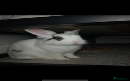 Lionhead rabbits for sale: Lovely rabbit- possibly looking for new home - Image 2