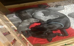 Great Dane dogs for sale: KC registered Great Danes  blues & black - Image 22