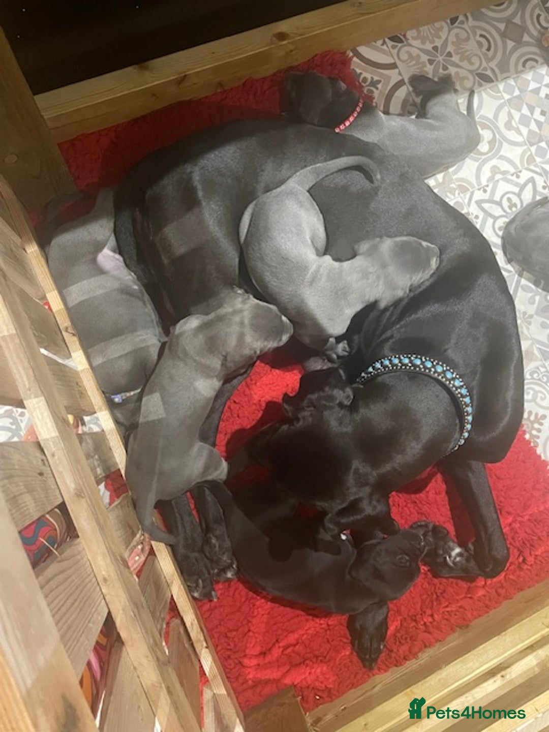 Great Dane dogs for sale: KC registered Great Danes  blues & black - Image 22