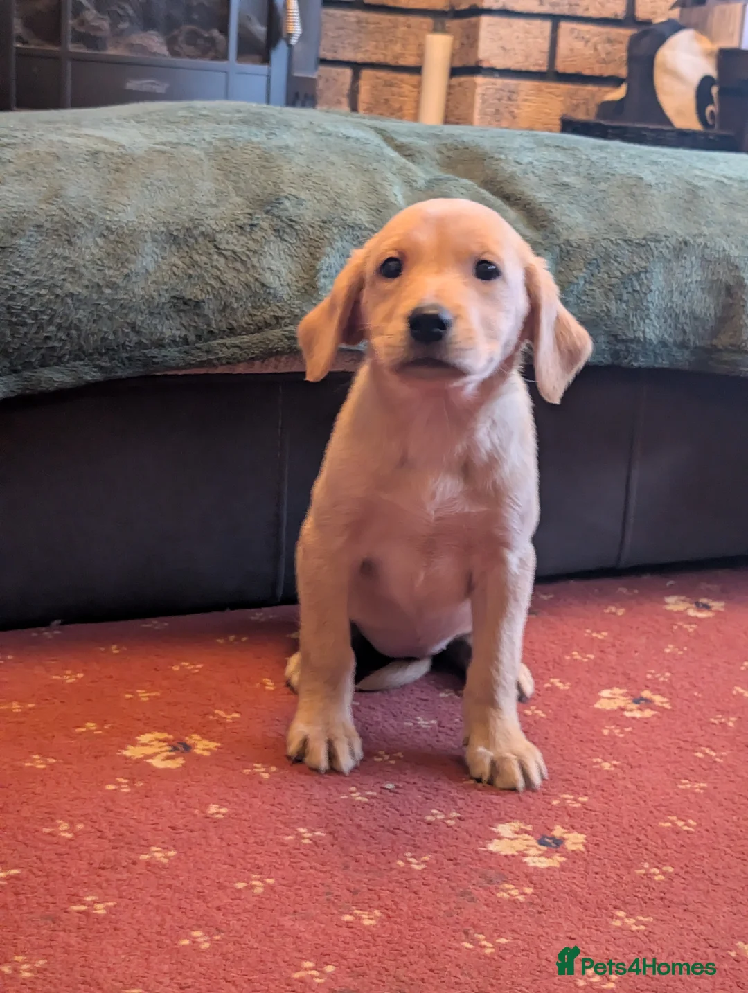 Labrador Retriever dogs for sale: Working bred yellow lab pups - Advert 2