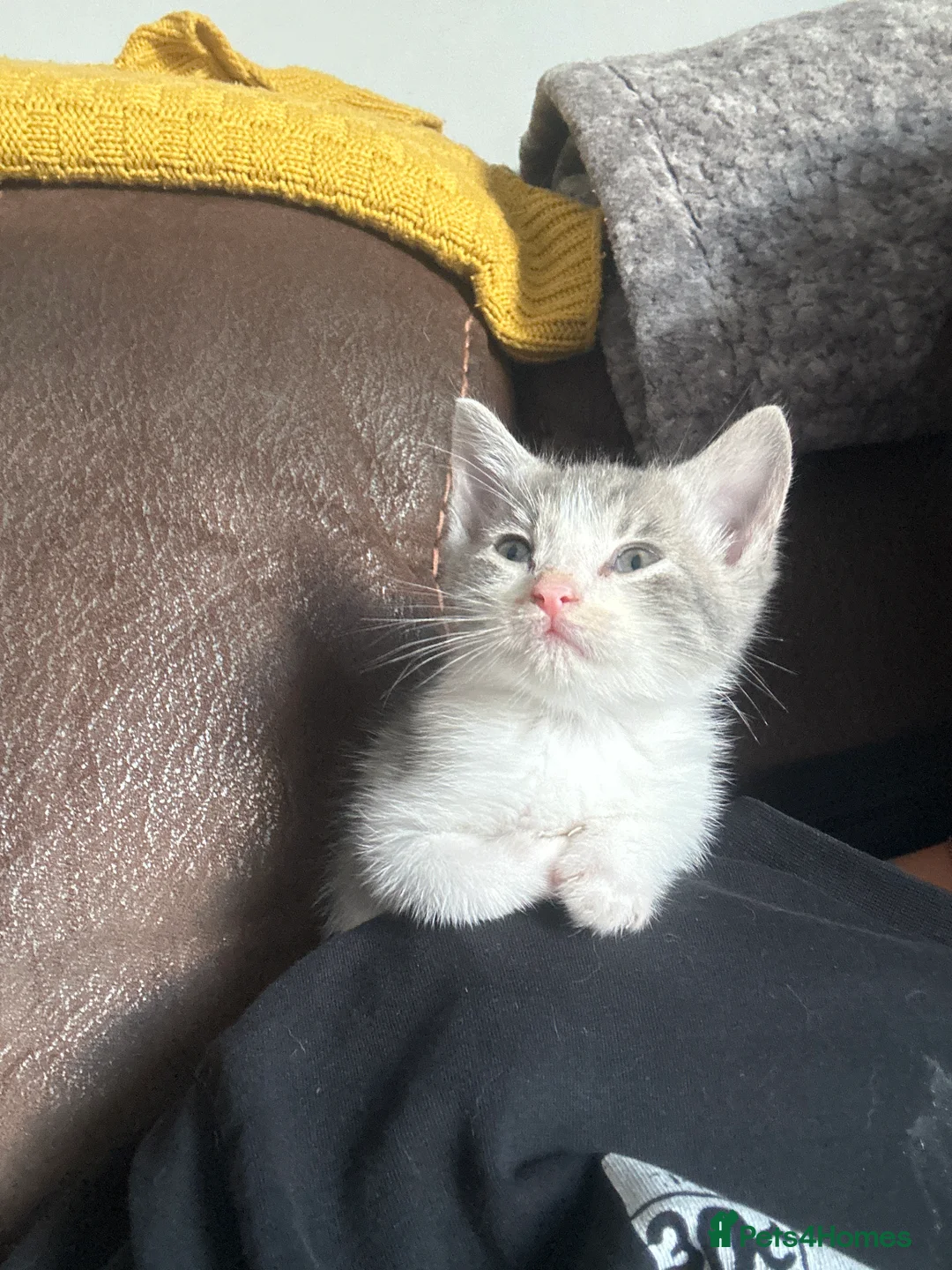 Mixed Breed cats for sale: Beautiful kittens for sale - Advert 4