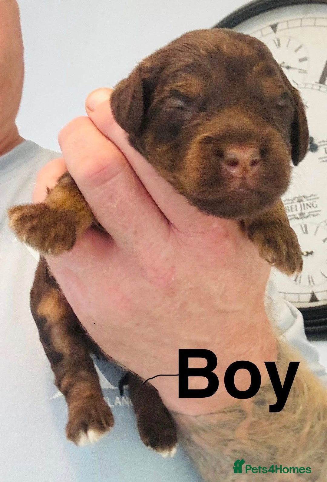 Cockapoo dogs for sale: DNA TESTED Cockapoo puppies, ready 22nd October  - Image 10