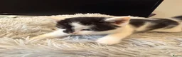 Mixed Breed cats for sale: 3 beautiful mixed girl kittens  in Stourport-on-Severn - Advert 17