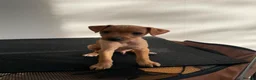 Mixed Breed dogs for sale: Italian greyhound x patterdale - Advert 17