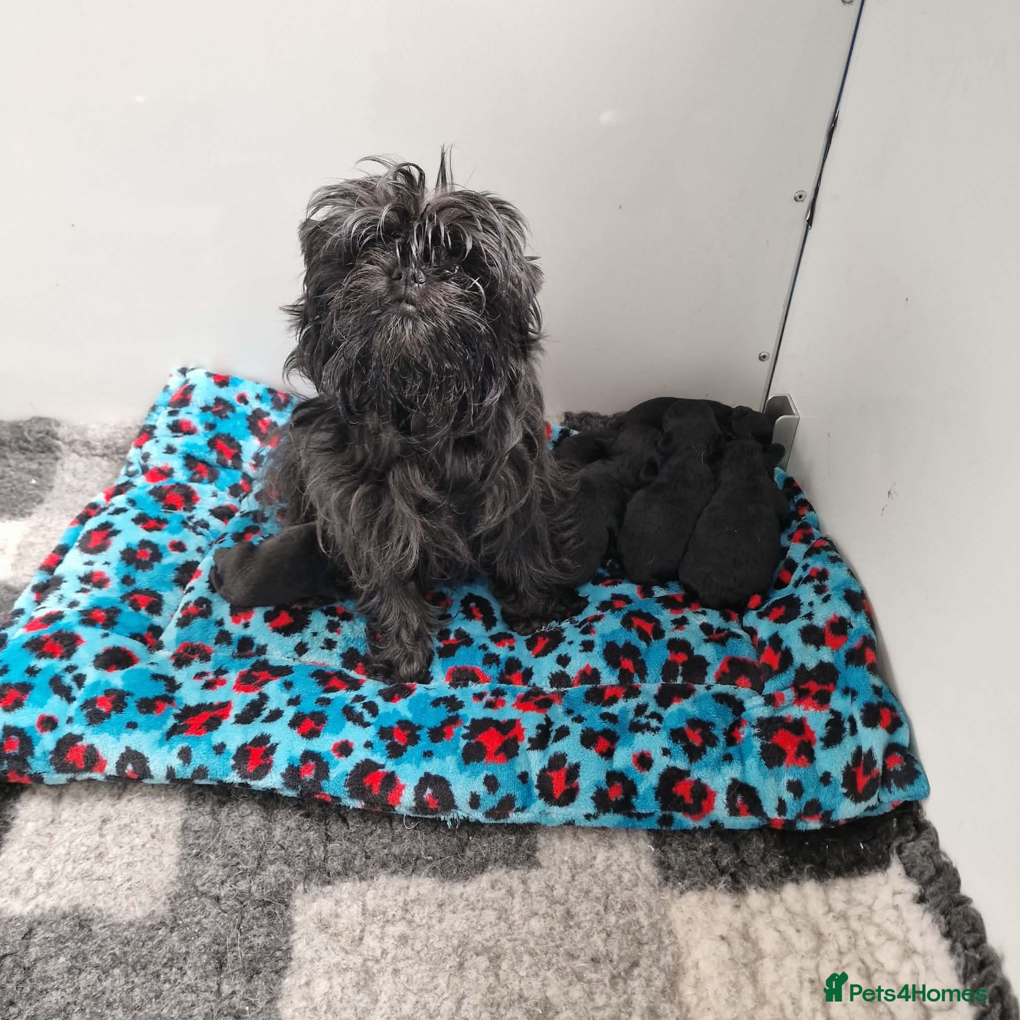 Affenpinscher dogs AFFENPINCHER PUPPIES - 2 beautiful male puppies - Advert 2