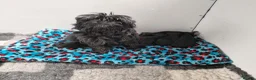 Affenpinscher dogs for sale: AFFENPINCHER PUPPIES - 2 beautiful male puppies in Castle Douglas - Advert 2