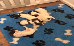 English Springer Spaniel dogs for sale: English springer spaniels  - Image 3