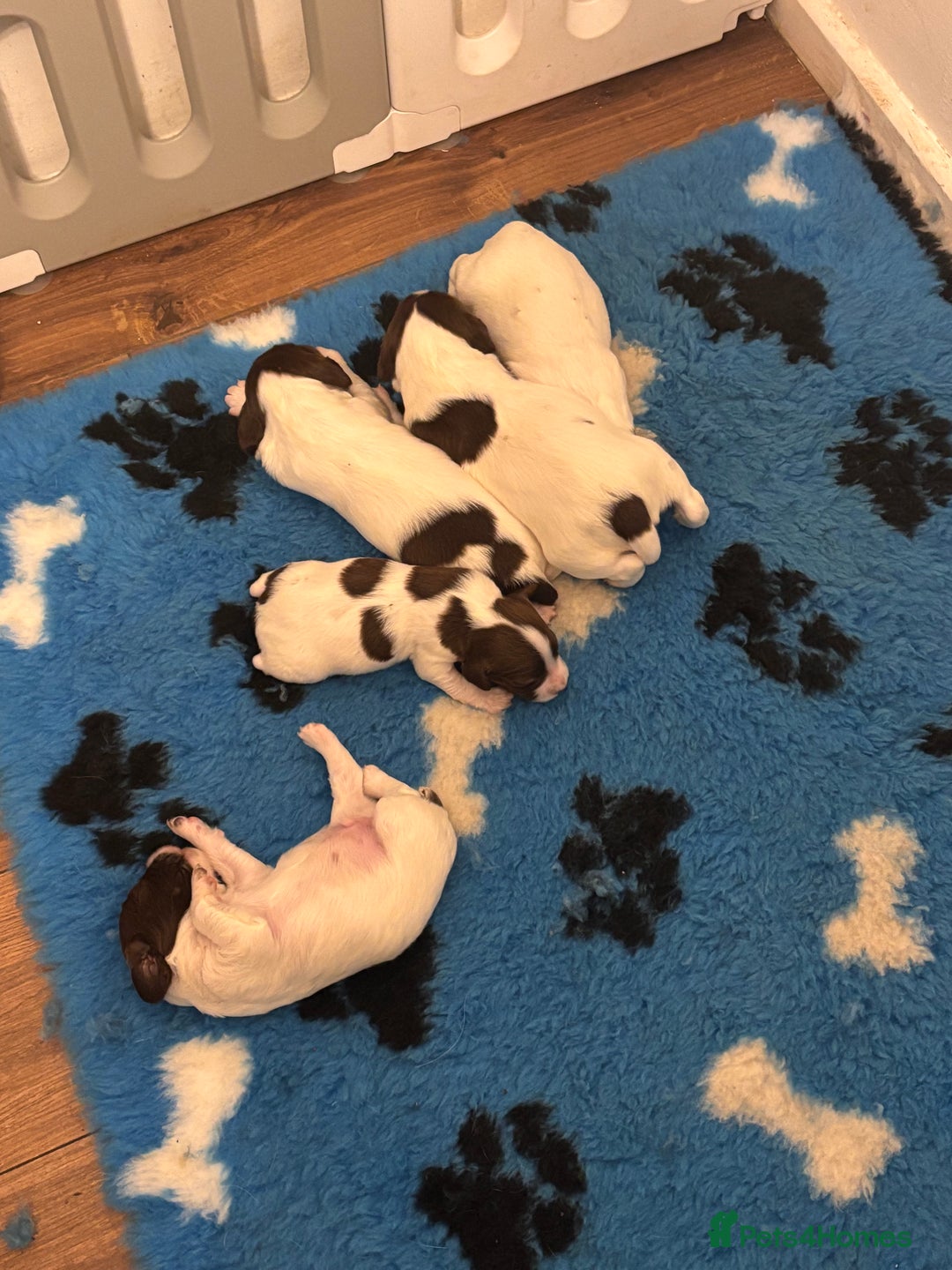 English Springer Spaniel dogs for sale: English springer spaniels  - Image 3