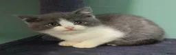 British Shorthair cats for sale: British Shorthaired kittens - Advert 2