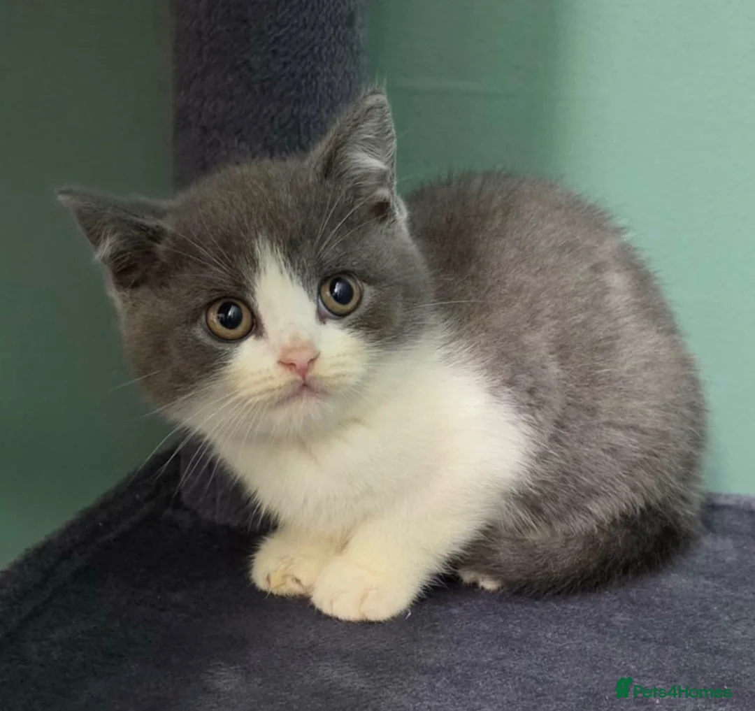 British Shorthair cats for sale: British Shorthaired kittens - Advert 2