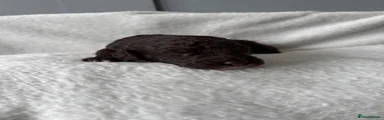 Cockapoo 4
