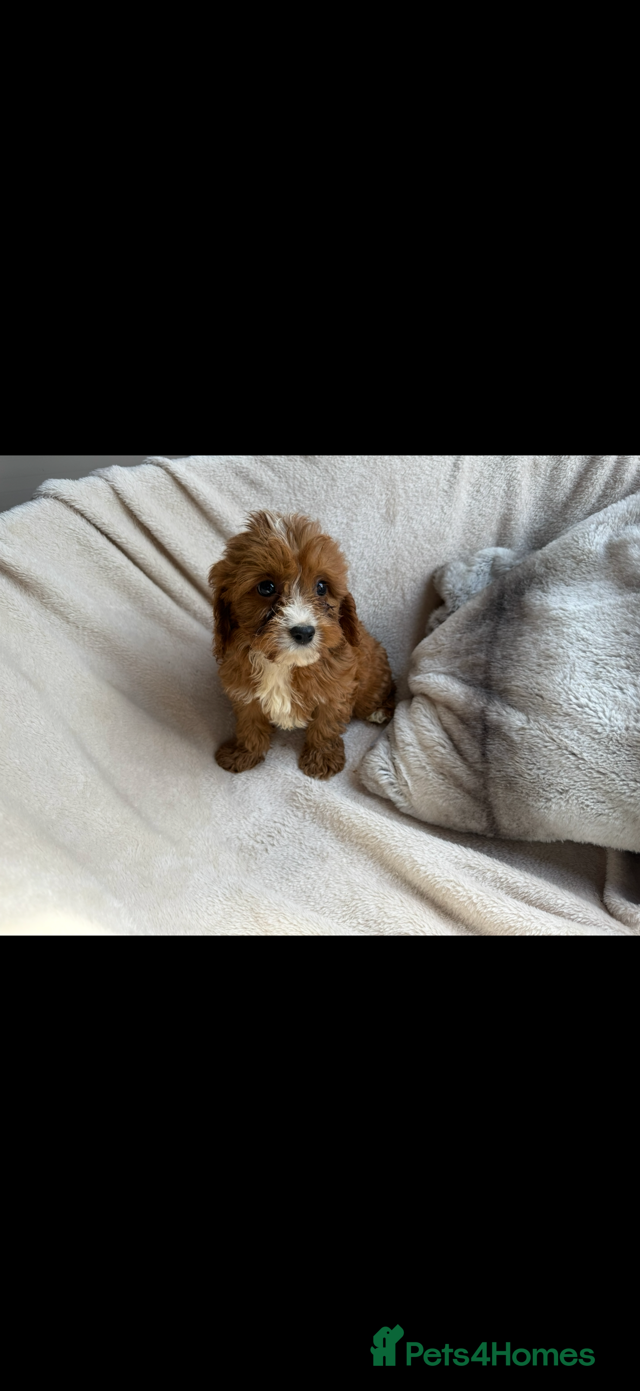 Cavapoo dogs 🐾 Beautiful red  Cavapoos 🐾 - Advert 1