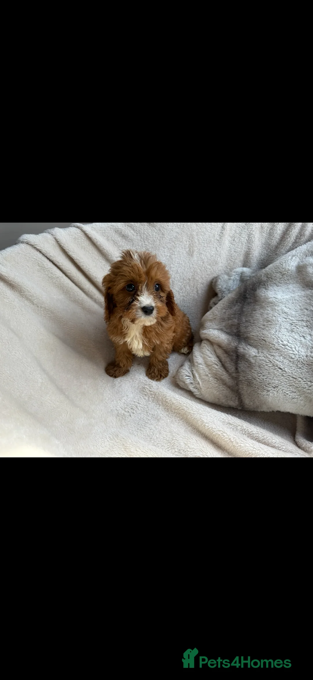 Cavapoo dogs for sale: 🐾 Beautiful red  Cavapoos 🐾 - Advert 2