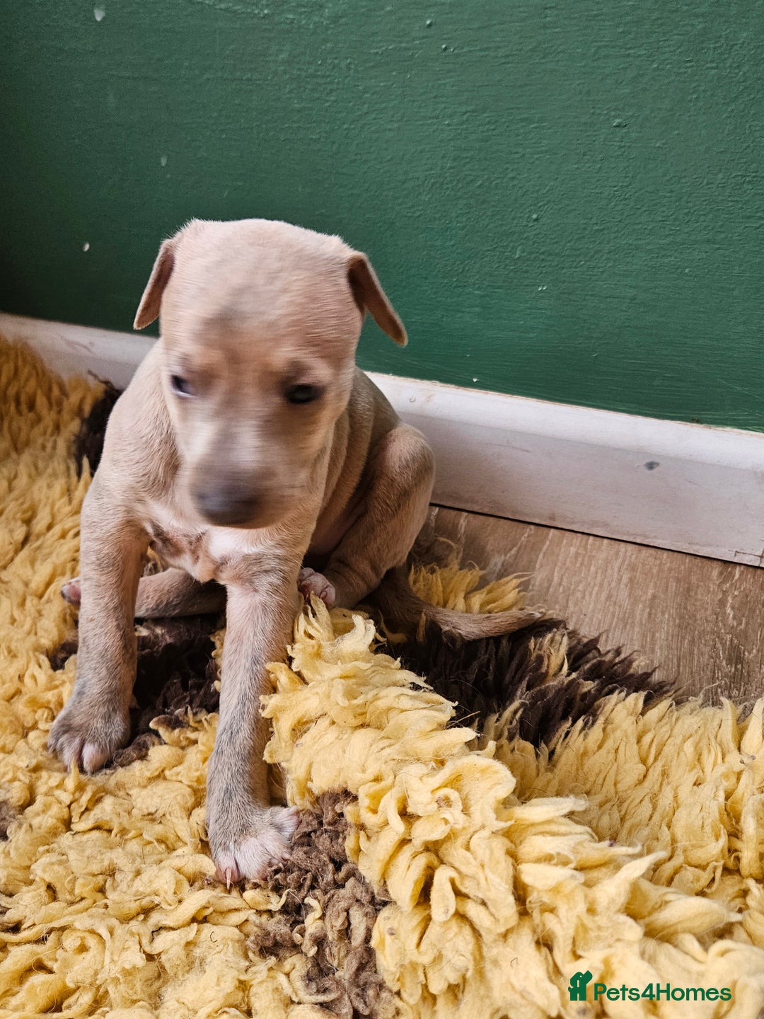 Whippet dogs for sale: ✨🐾 Gorgeous KC Registered Whippet puppies  🐾✨  - Advert 7