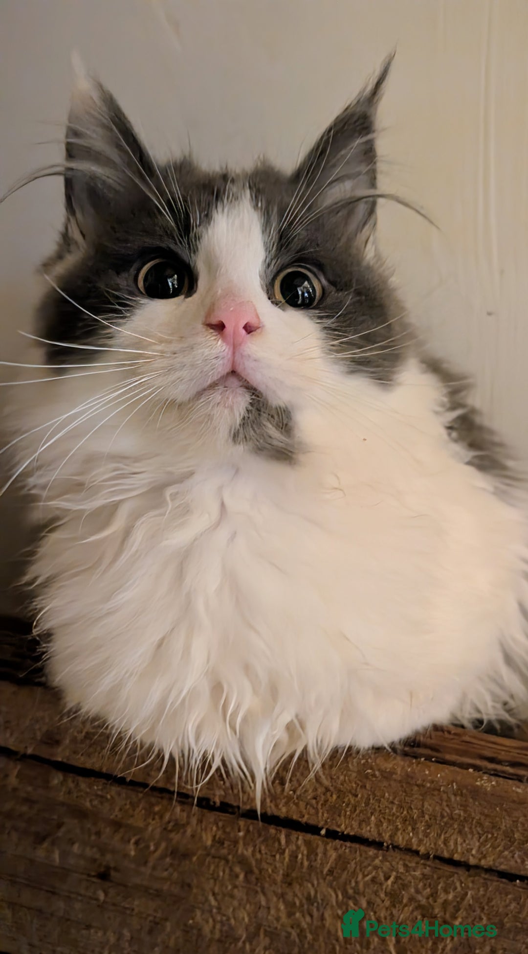 Maine Coon cats for sale: Maine Coon pedigree kittens  - Advert 11