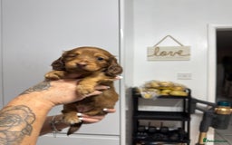 Miniature Dachshund dogs for sale: Beautiful Longhair miniature Dachshund - Image 19