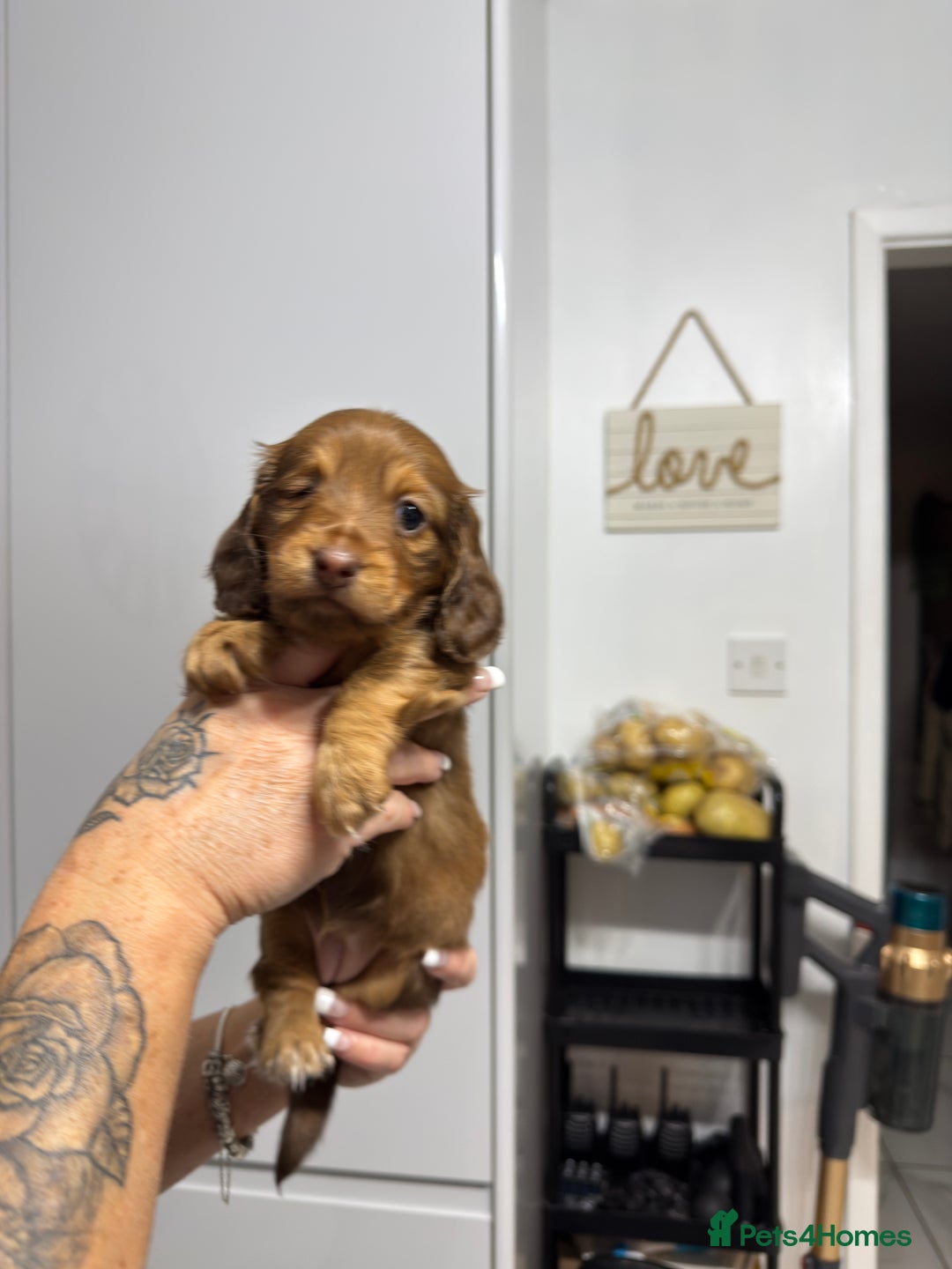 Miniature Dachshund dogs for sale: Beautiful Longhair miniature Dachshund - Image 19