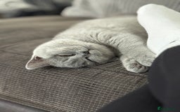 British Shorthair cats for sale: Gccf reg bsh kitten  - Image 4