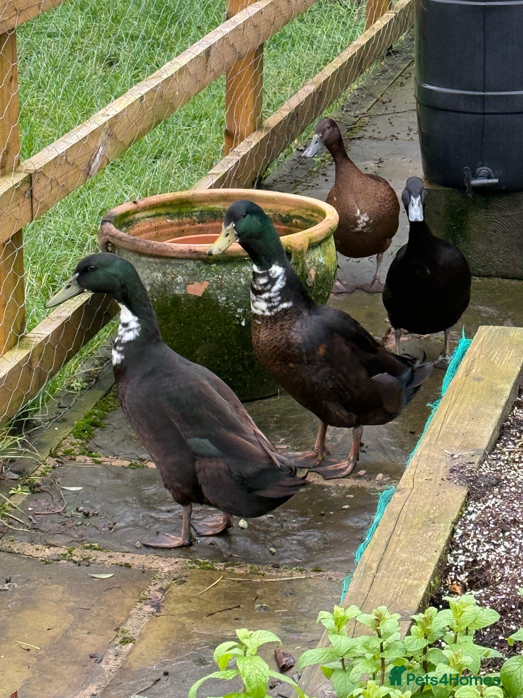 Ducks poultry for sale: Runner Ducks  - Advert 1