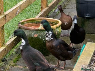 Ducks poultry Runner Ducks - Advert 2